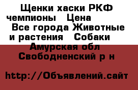 Щенки хаски РКФ чемпионы › Цена ­ 90 000 - Все города Животные и растения » Собаки   . Амурская обл.,Свободненский р-н